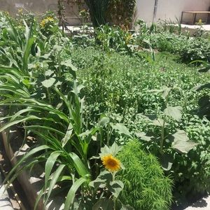 Meet your Posher, Rozia